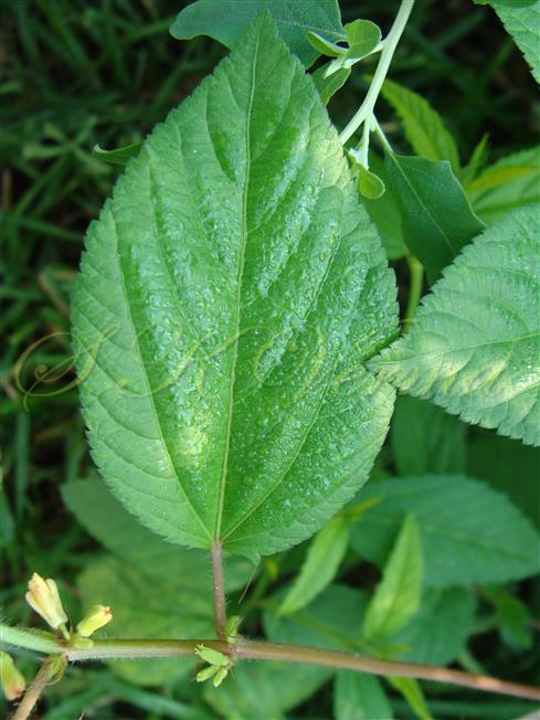  Leaf (Adaxial view)